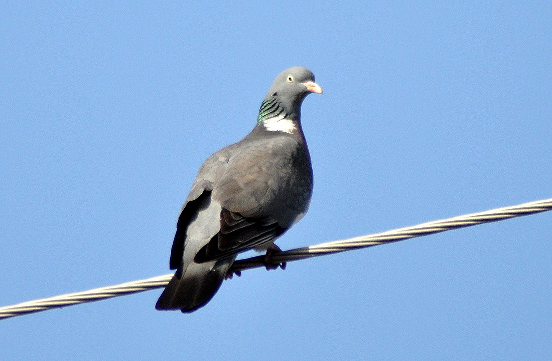 Common Wood-Pigeon - ML566371111