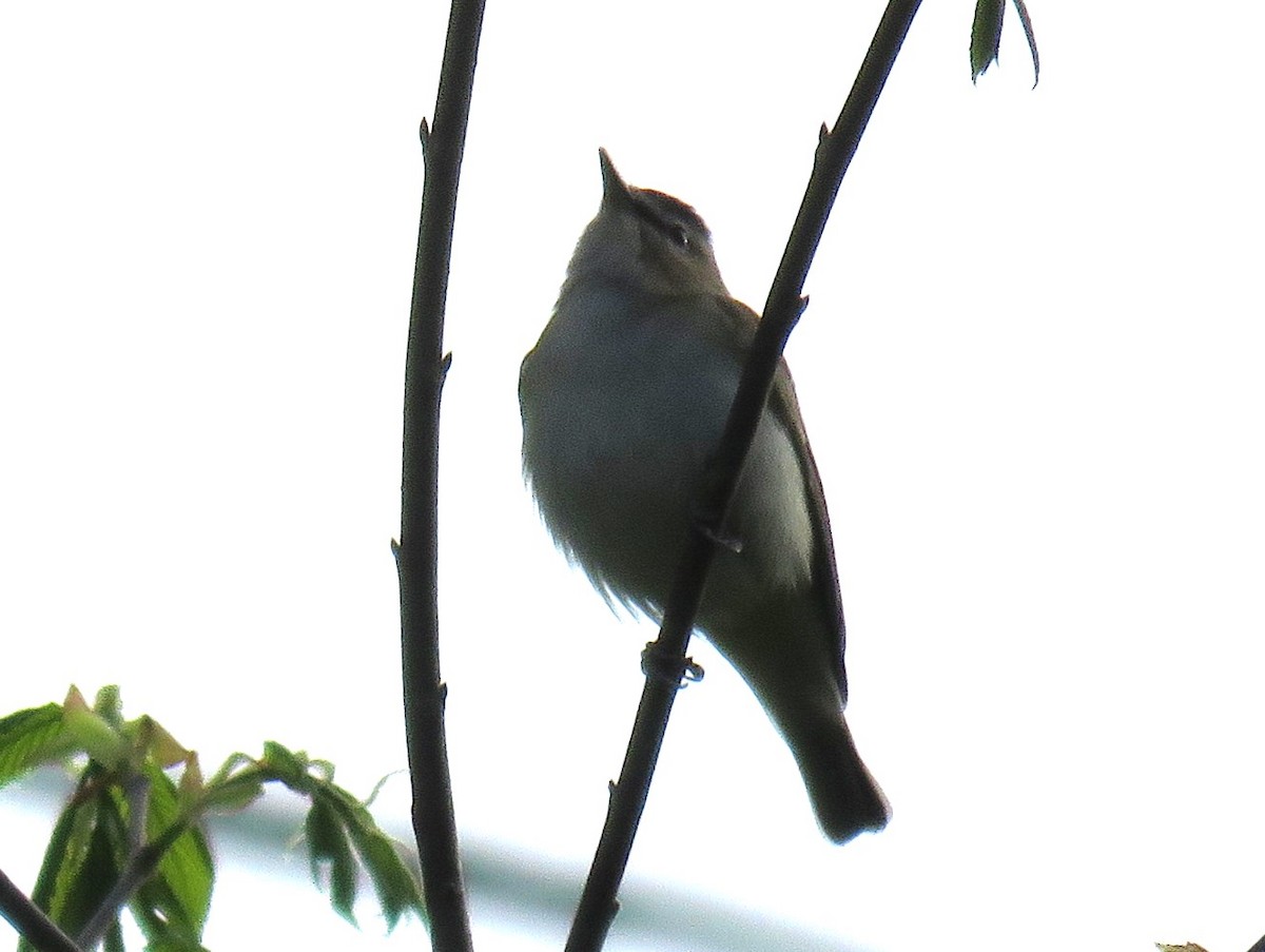 Kızıl Gözlü Vireo - ML566371511