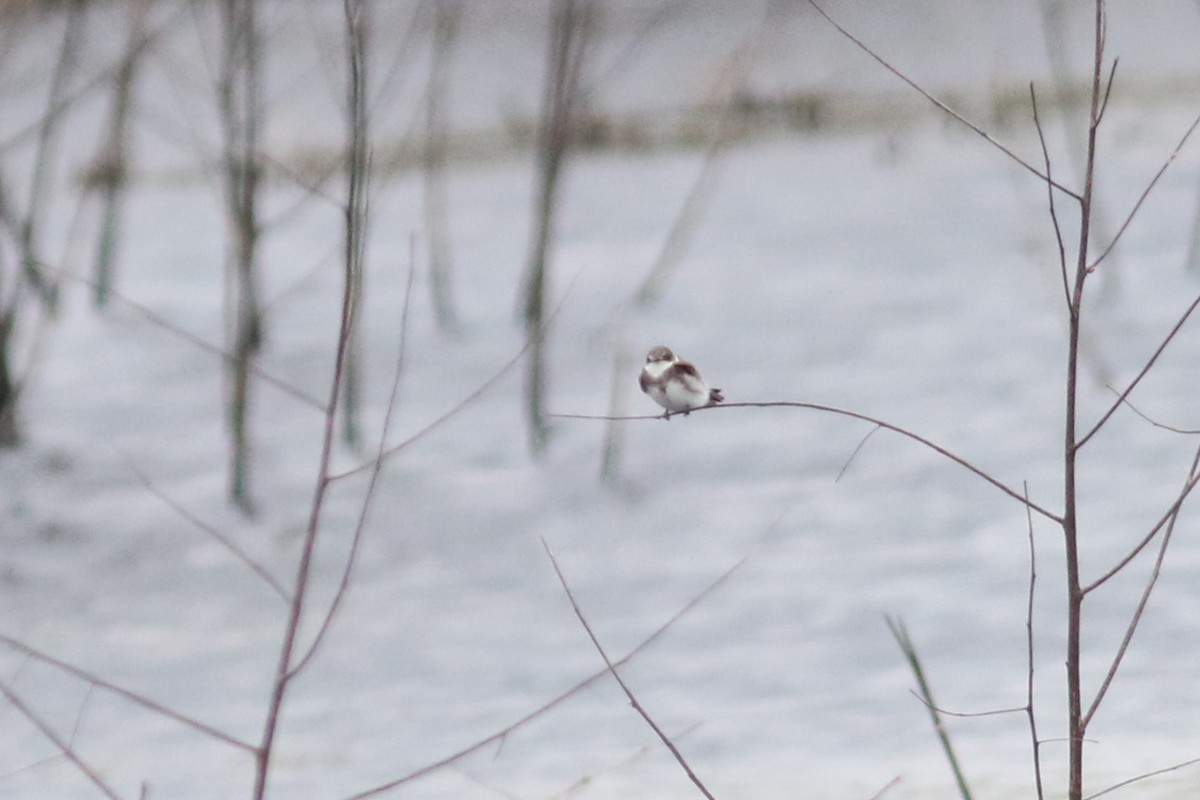 Bank Swallow - ML566372531