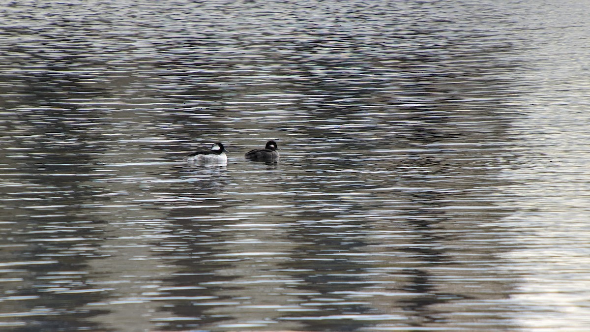 Bufflehead - ML566372671