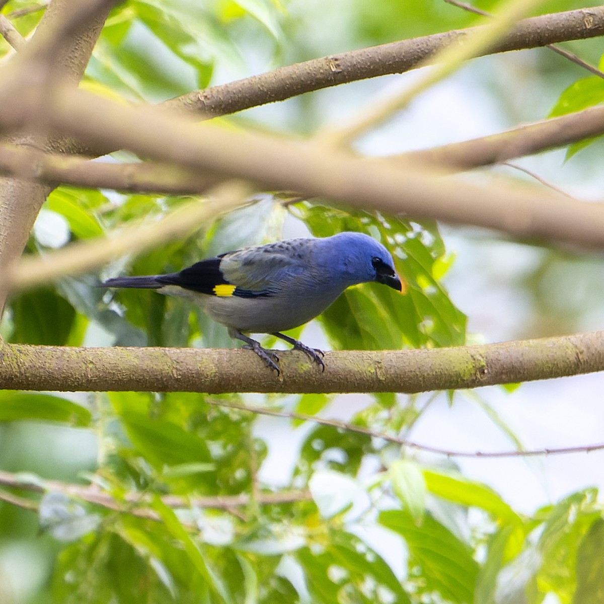 Yellow-winged Tanager - ML566372791