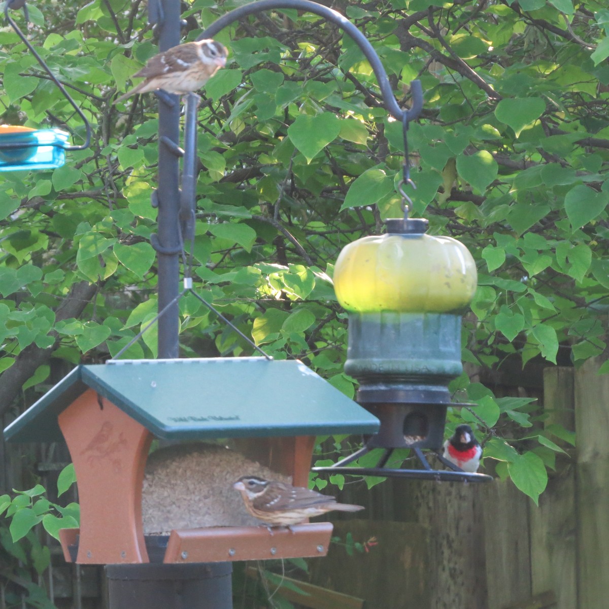 Rose-breasted Grosbeak - ML566373291