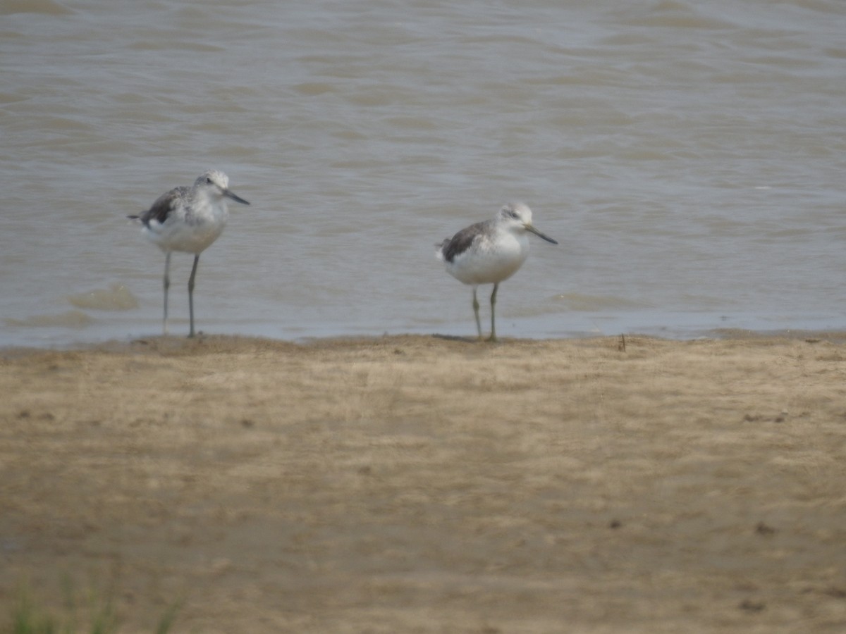 Nordmann's Greenshank - ML566373321