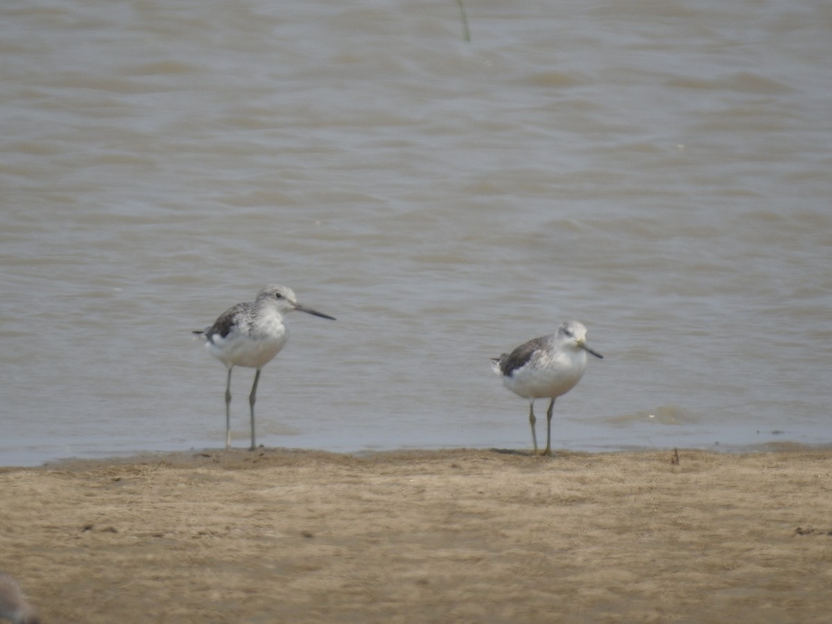 Nordmann's Greenshank - ML566373341