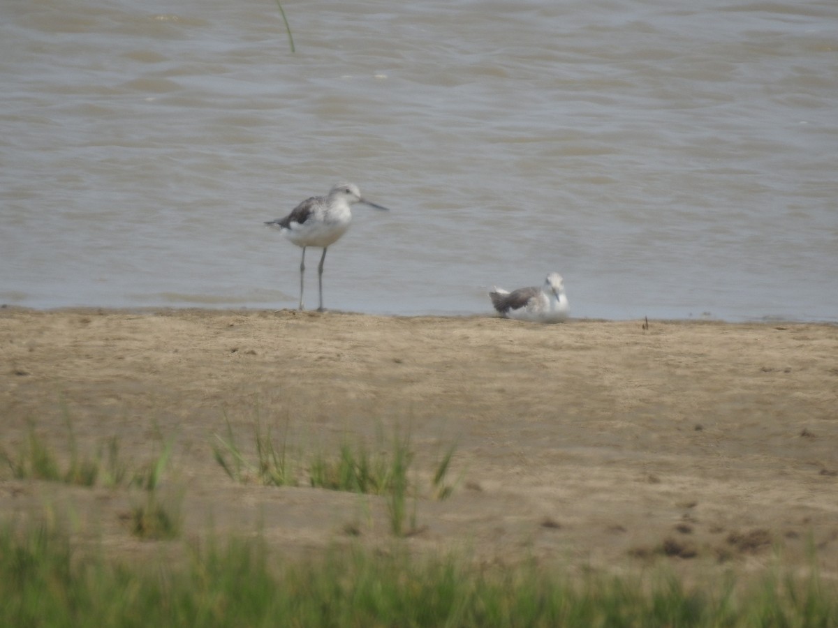 Nordmann's Greenshank - ML566373361