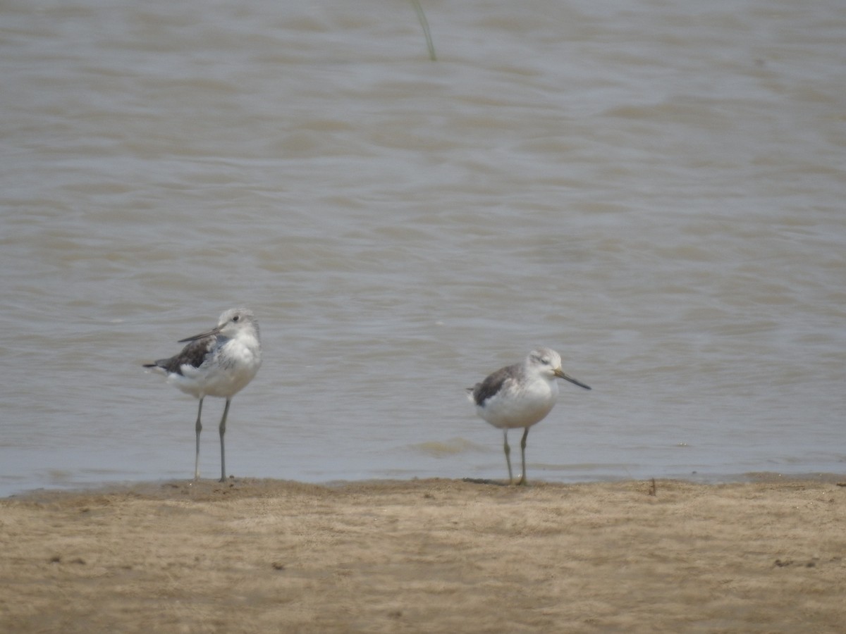Nordmann's Greenshank - ML566373371