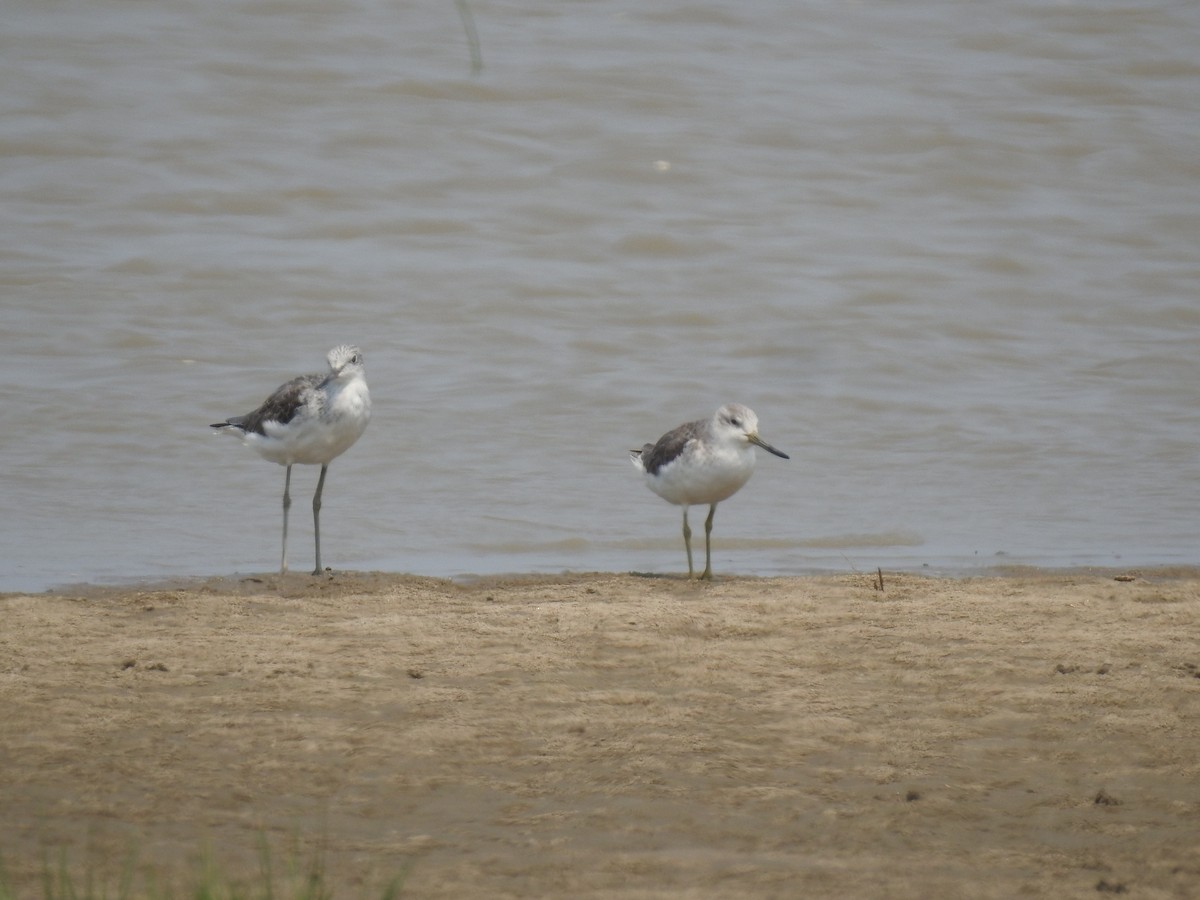 Nordmann's Greenshank - ML566373381