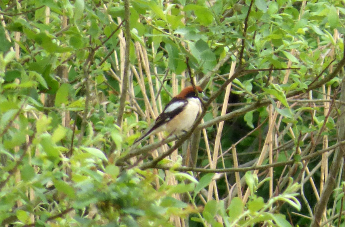 Woodchat Shrike - ML56637361