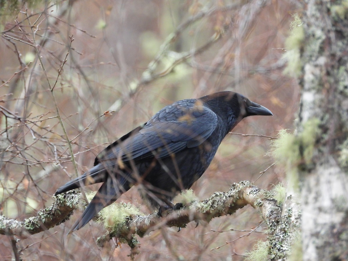Carrion Crow (Western) - ML566374061