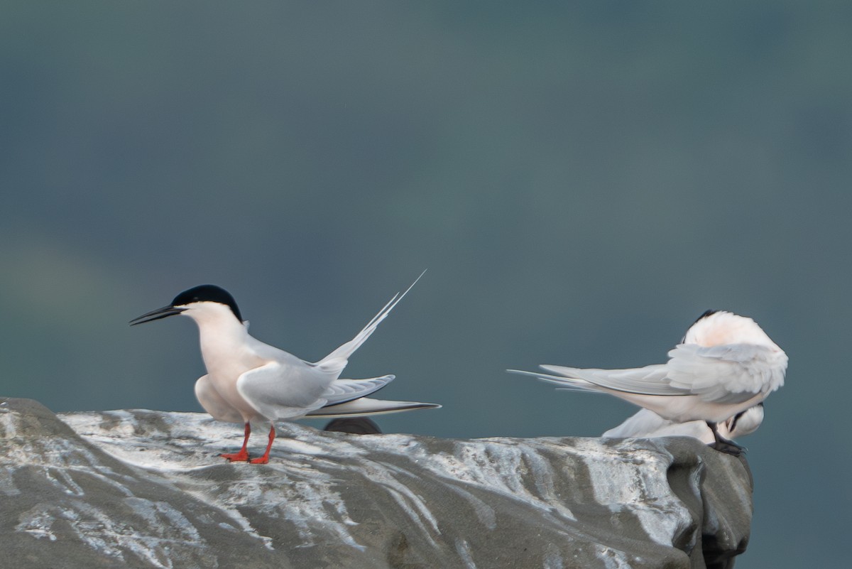 Roseate Tern - ML566374181