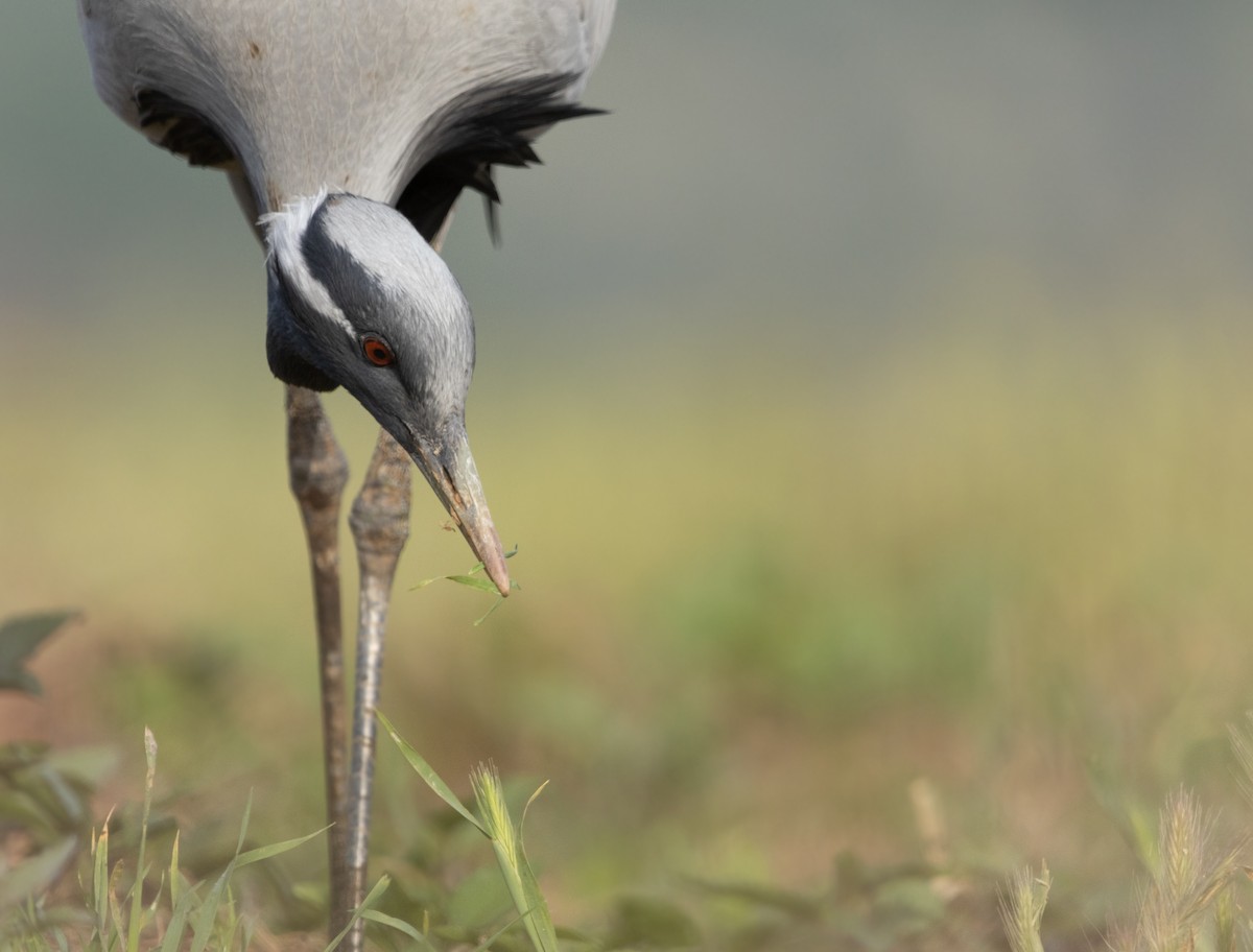 Grulla Damisela - ML566374381