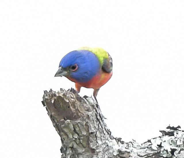 Painted Bunting - ML566375131
