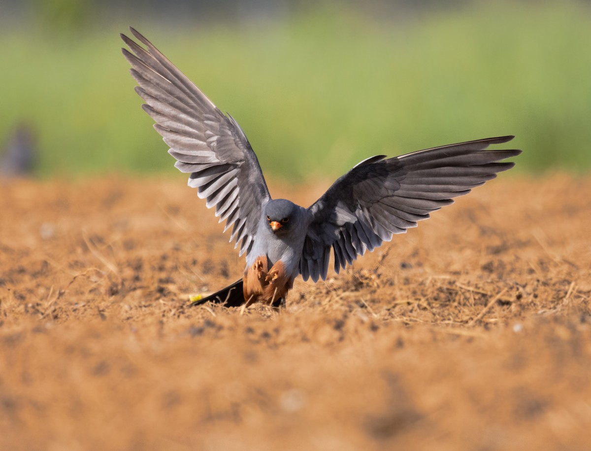 Red-footed Falcon - ML566375261