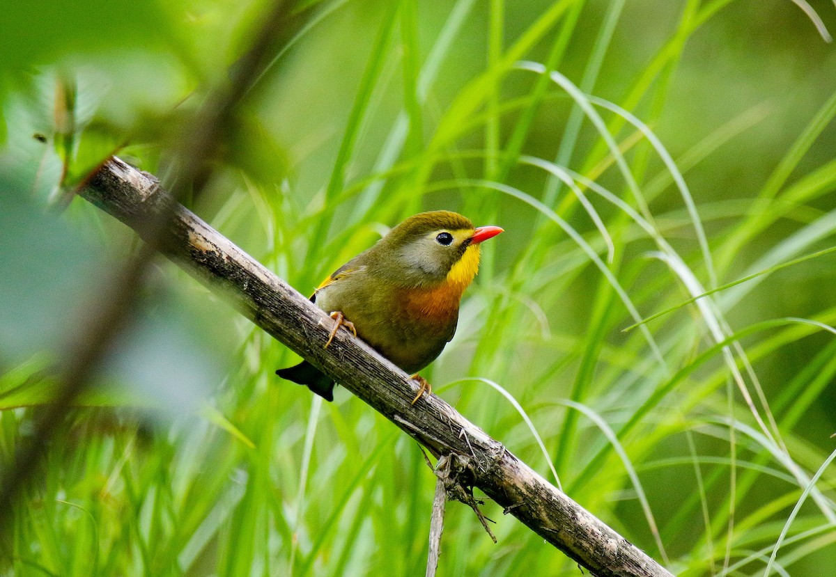 Red-billed Leiothrix - ML566375651