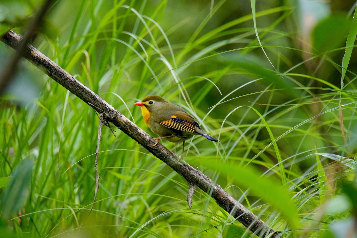 Red-billed Leiothrix - ML566375661