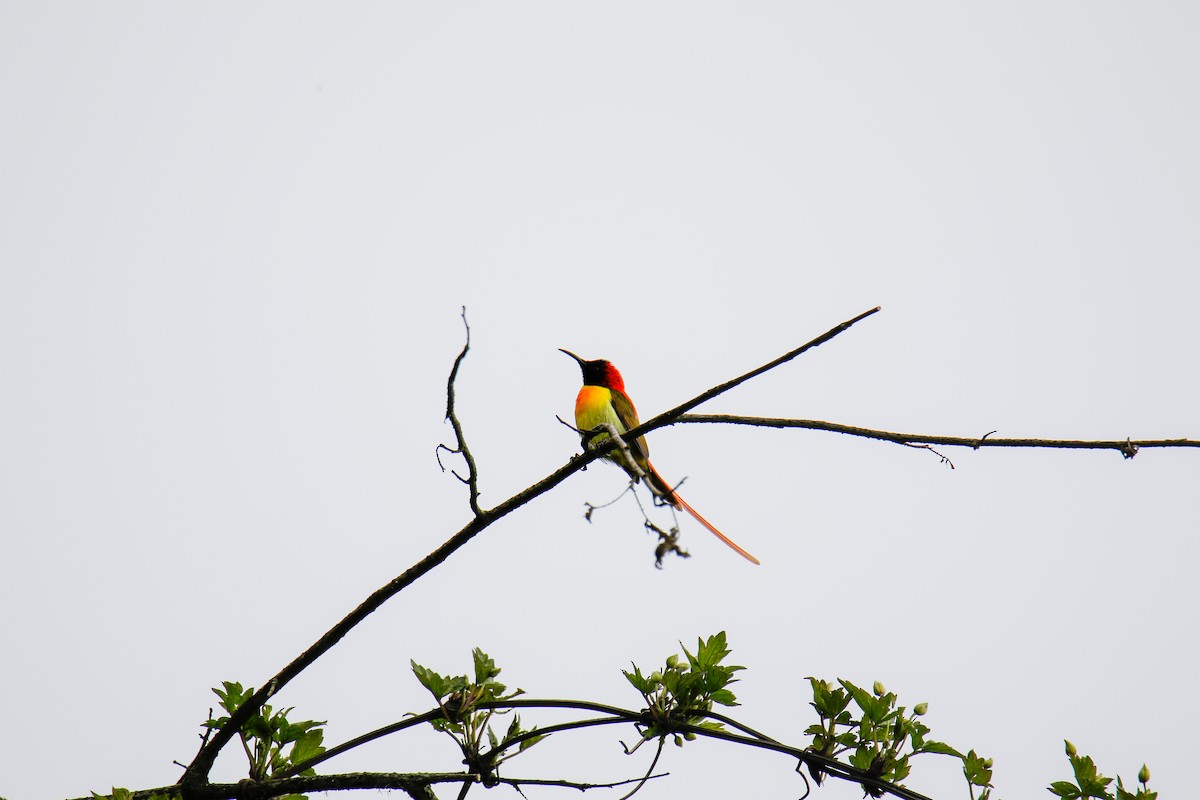 Fire-tailed Sunbird - Gourab Banerjee