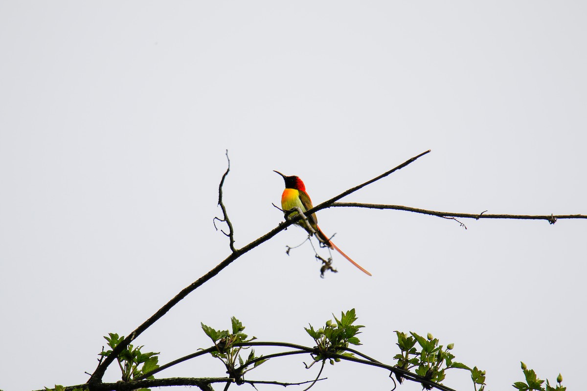 Fire-tailed Sunbird - ML566376041