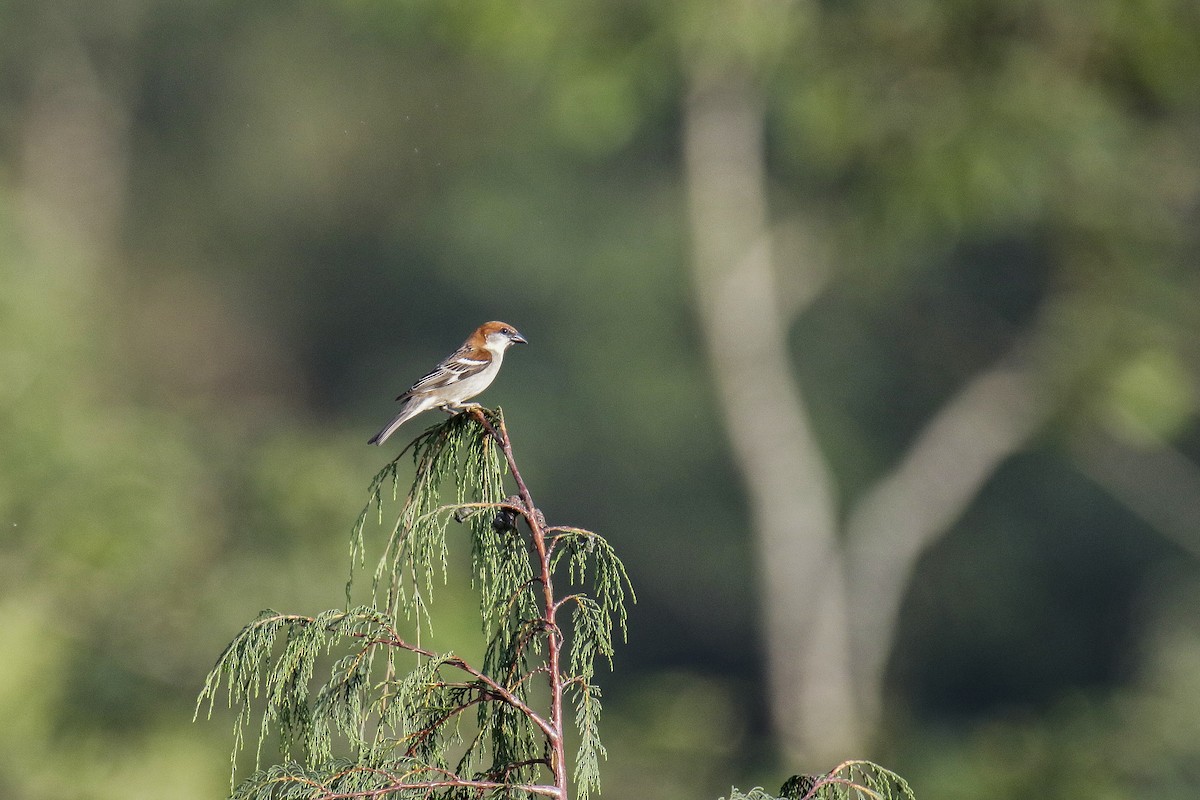 Russet Sparrow - Gourab Banerjee