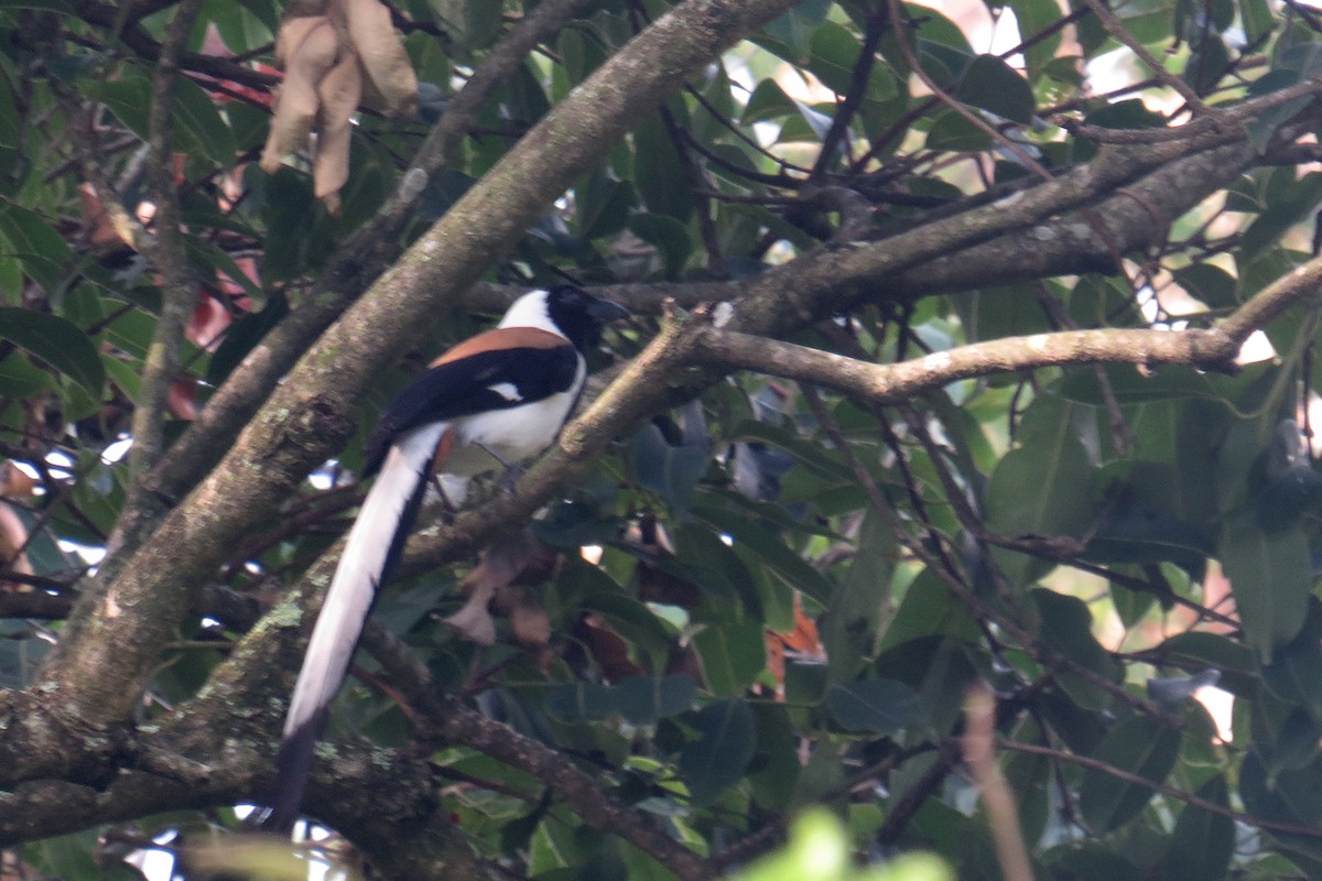 White-bellied Treepie - ML566376131