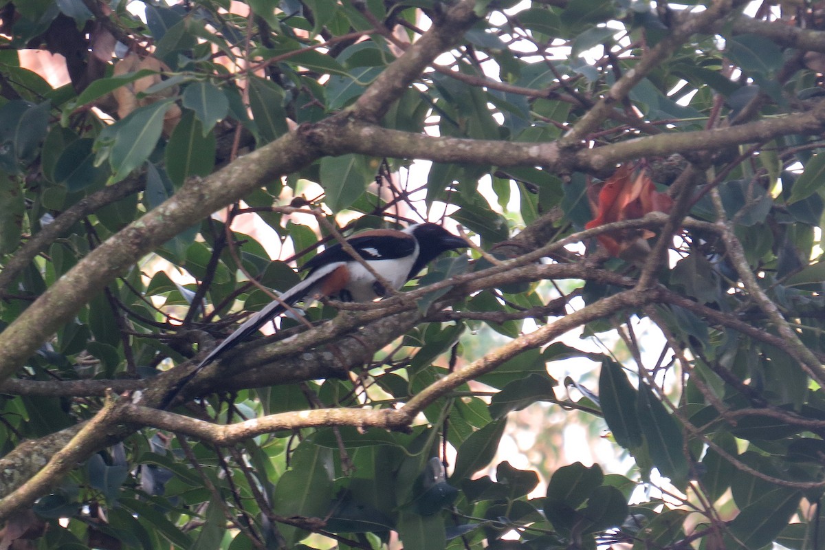 White-bellied Treepie - Felix Hesse