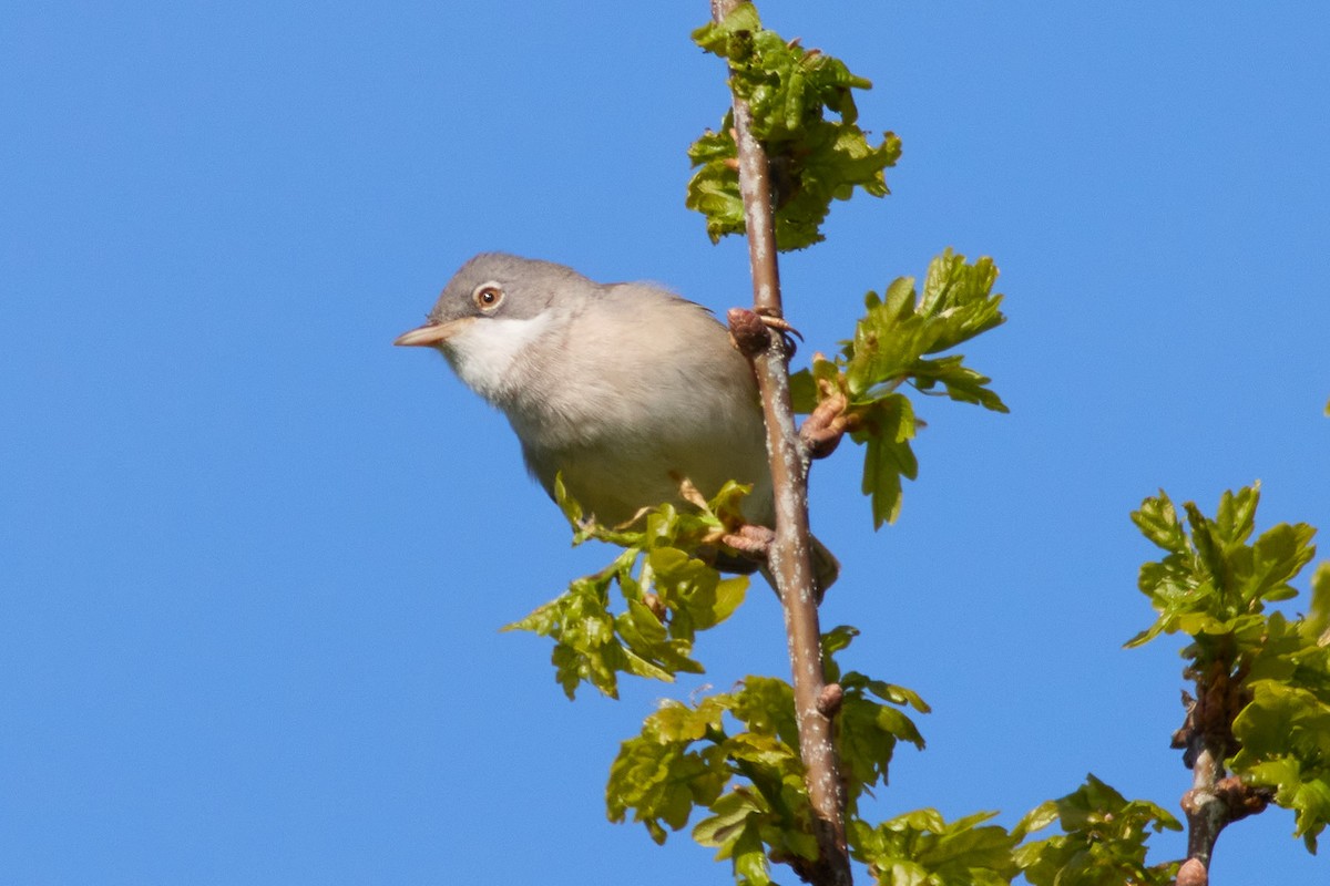 Greater Whitethroat - ML566377491