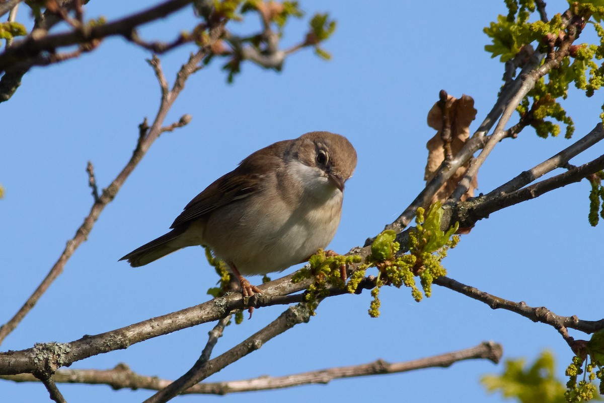 Greater Whitethroat - ML566377501