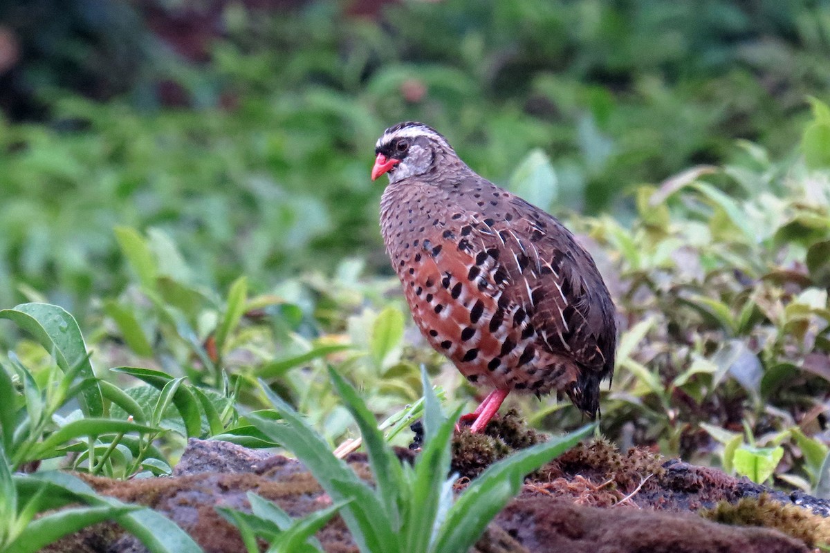 Painted Bush-Quail - ML566378001