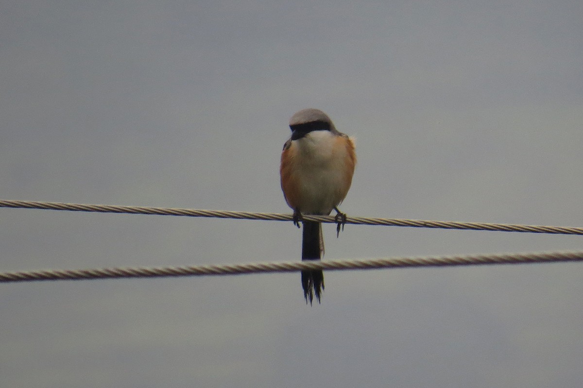 Long-tailed Shrike - ML566378061