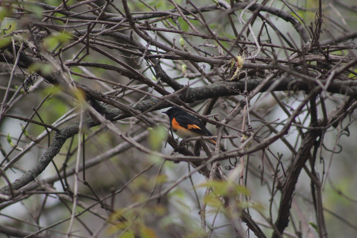 American Redstart - ML56637871