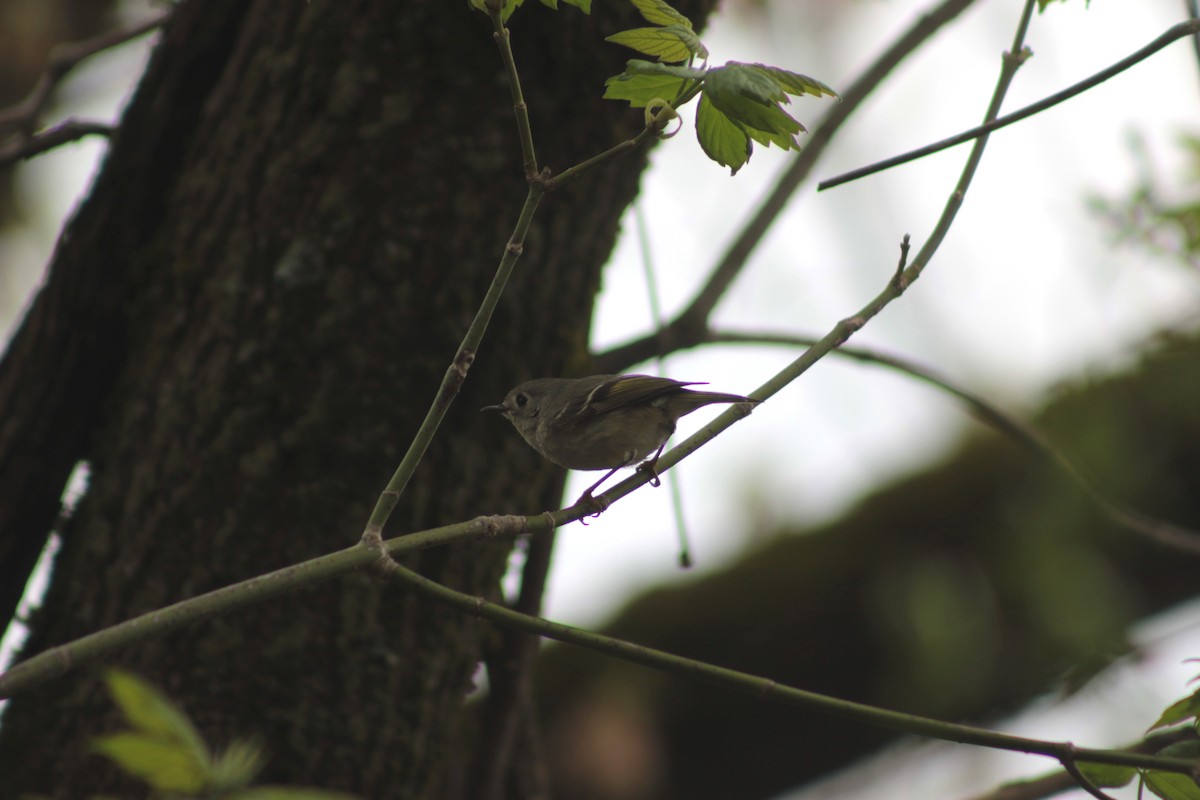 Ruby-crowned Kinglet - ML56637911