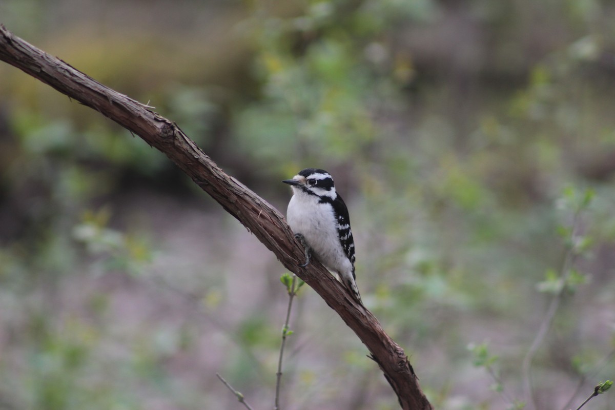 Downy Woodpecker - ML56637941