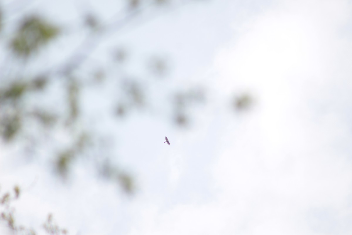 Sharp-shinned/Cooper's Hawk - ML56637961