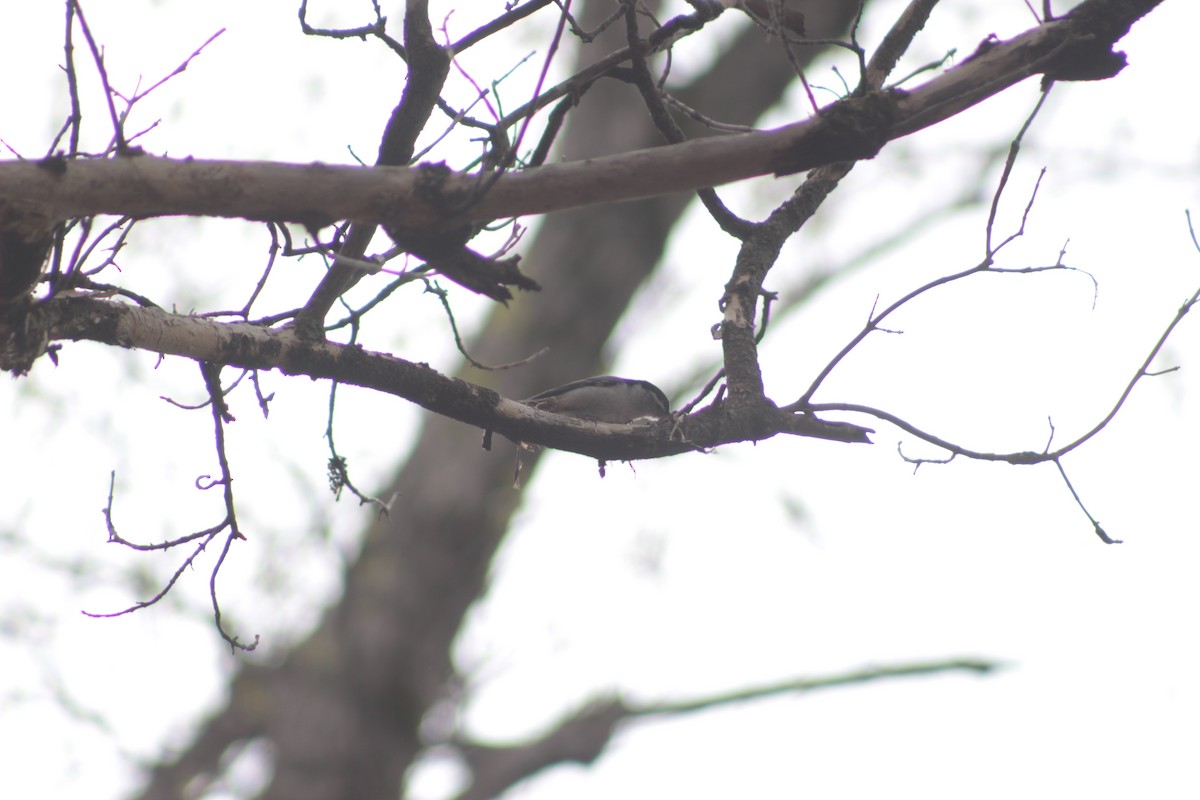 White-breasted Nuthatch - ML56638021