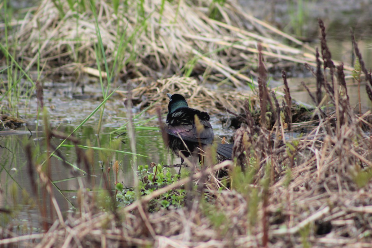 Common Grackle - ML56638071