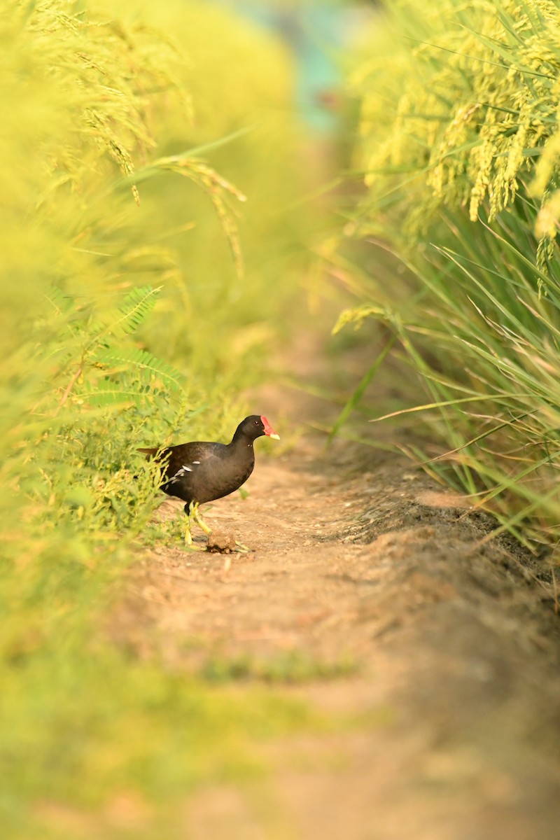 Gallinule poule-d'eau - ML566380711