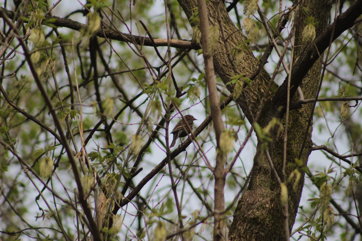 Red-winged Blackbird - ML56638101