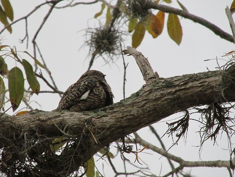 Antillean Nighthawk - ML566382001