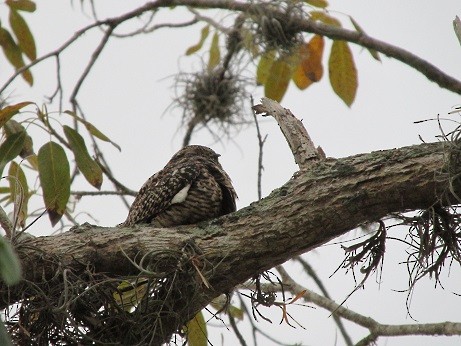 Antillean Nighthawk - ML566382011