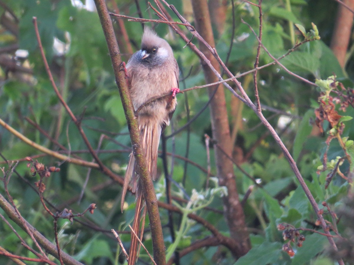 Speckled Mousebird - ML56638231