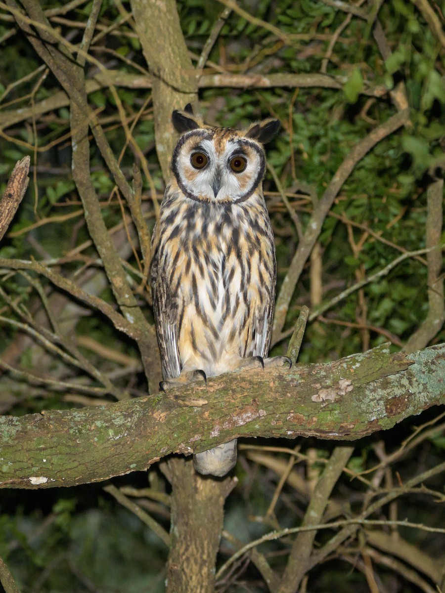 Striped Owl - ML566382441