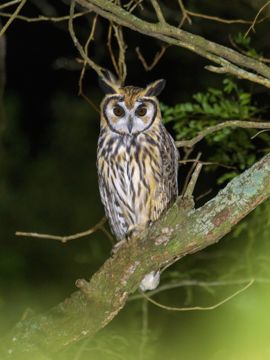Striped Owl - ML566382461
