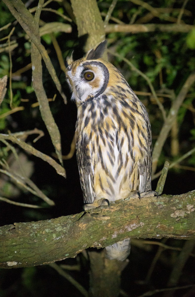 Striped Owl - ML566382471