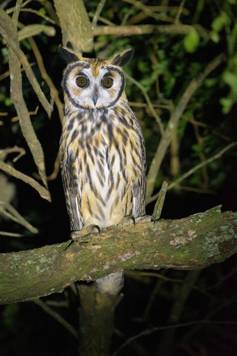 Striped Owl - ML566382481