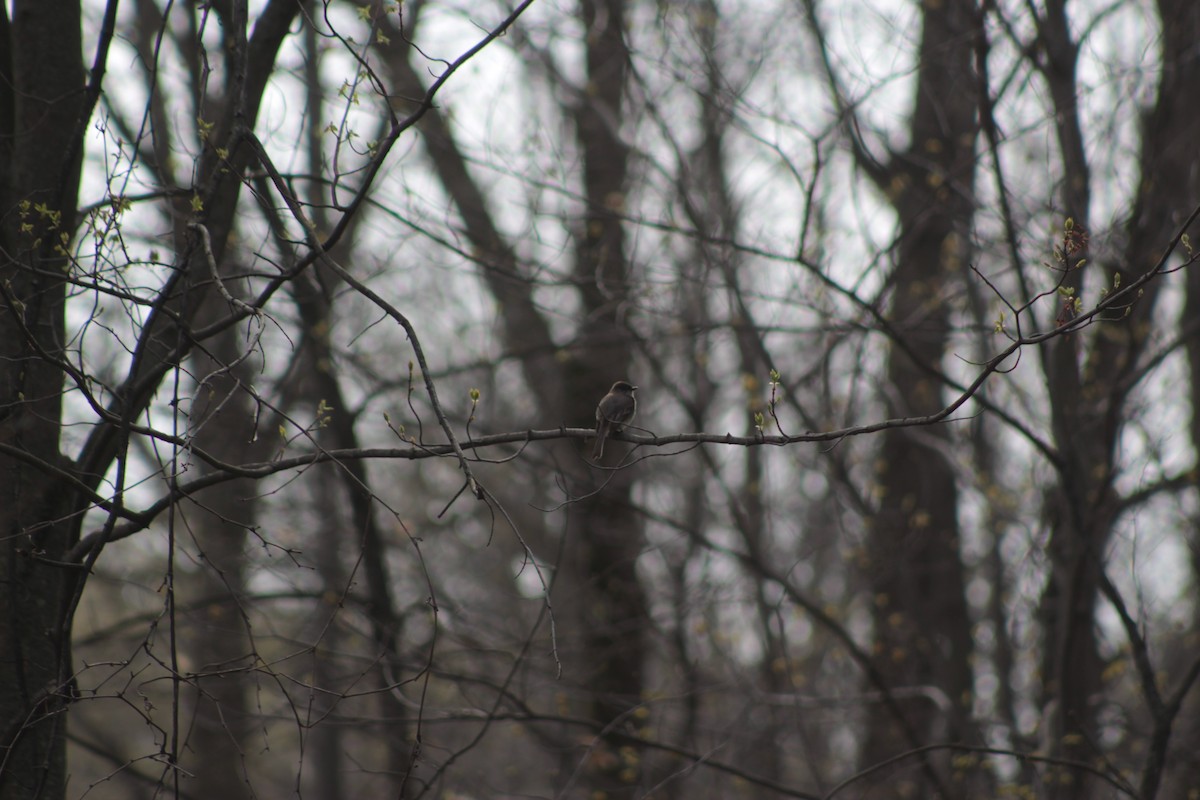 Eastern Phoebe - ML56638261