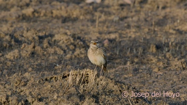 Sun Lark - ML566382711