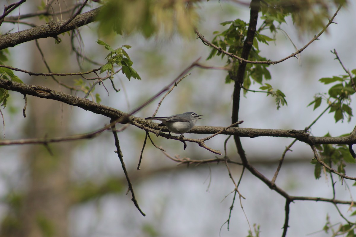 Blue-gray Gnatcatcher - ML56638281