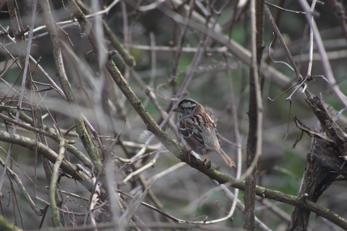 White-throated Sparrow - ML56638321