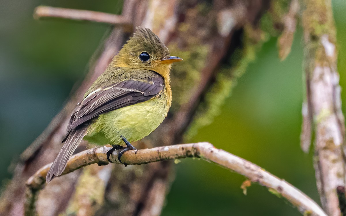 Tufted Flycatcher - ML566383671