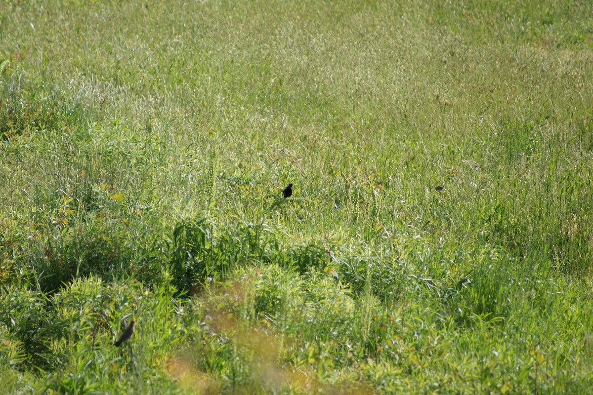 Bobolink - ML566384121