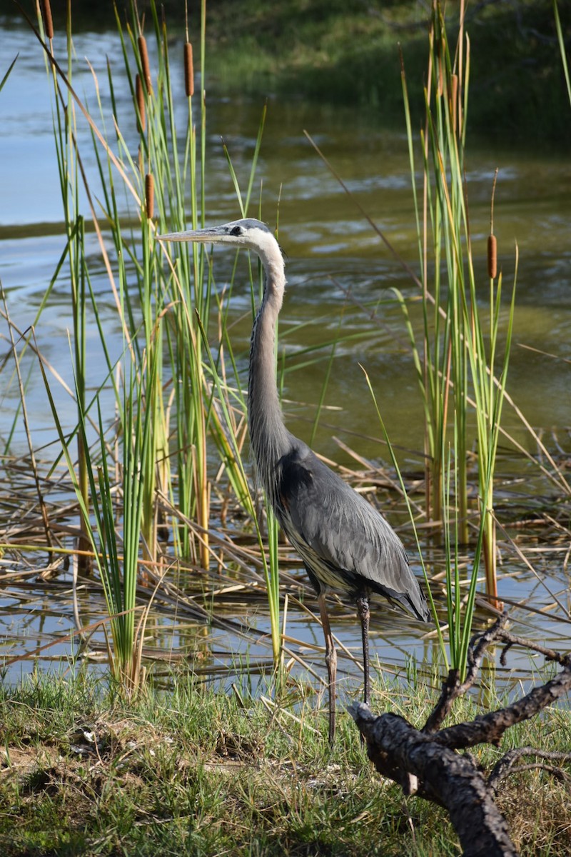 Great Blue Heron - Matthew Miller